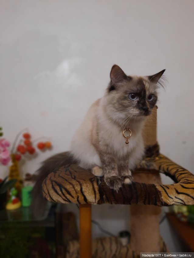 Связала ещё такого котика