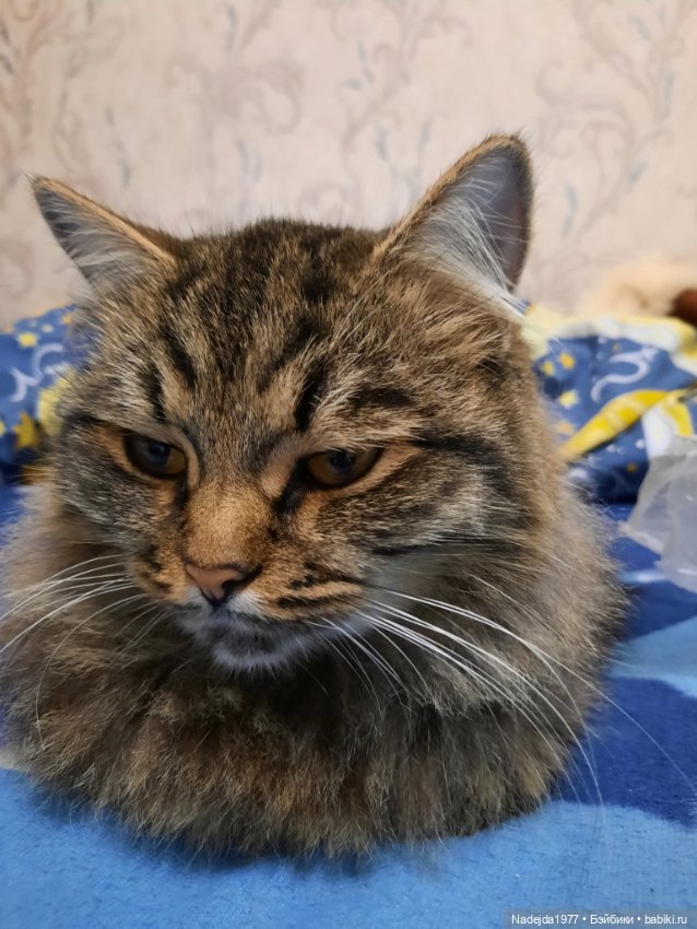 Связала ещё такого котика