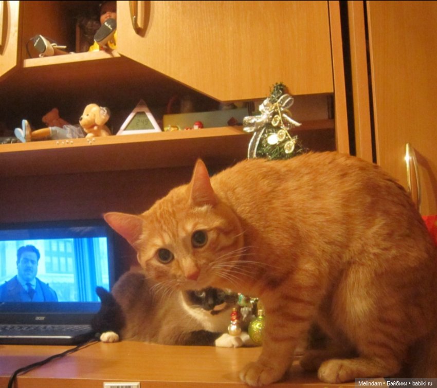 Новогодние девчонки и не только