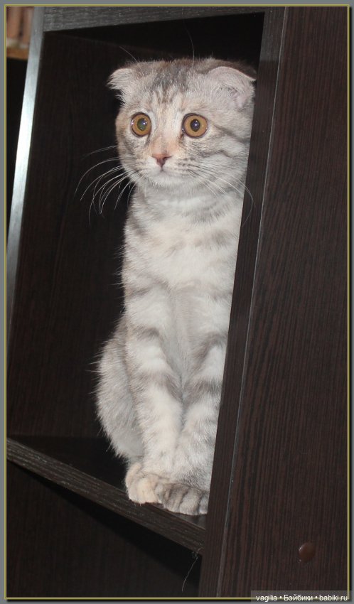 Как Тоська Новый год справляла (фото 5)