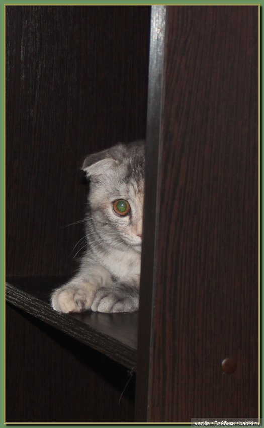 Как Тоська Новый год справляла (фото 5)