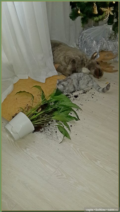 Как Тоська Новый год справляла