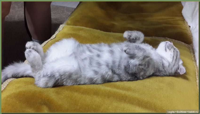 Как Тоська Новый год справляла