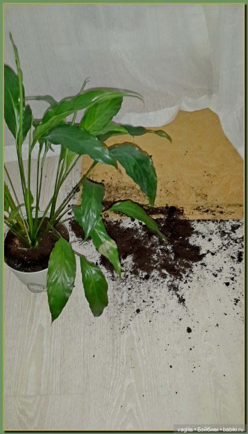 Как Тоська Новый год справляла