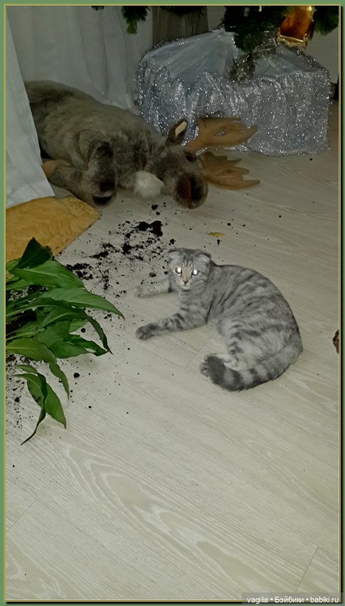 Как Тоська Новый год справляла