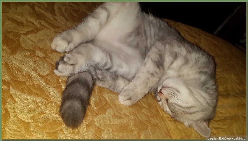 Как Тоська Новый год справляла