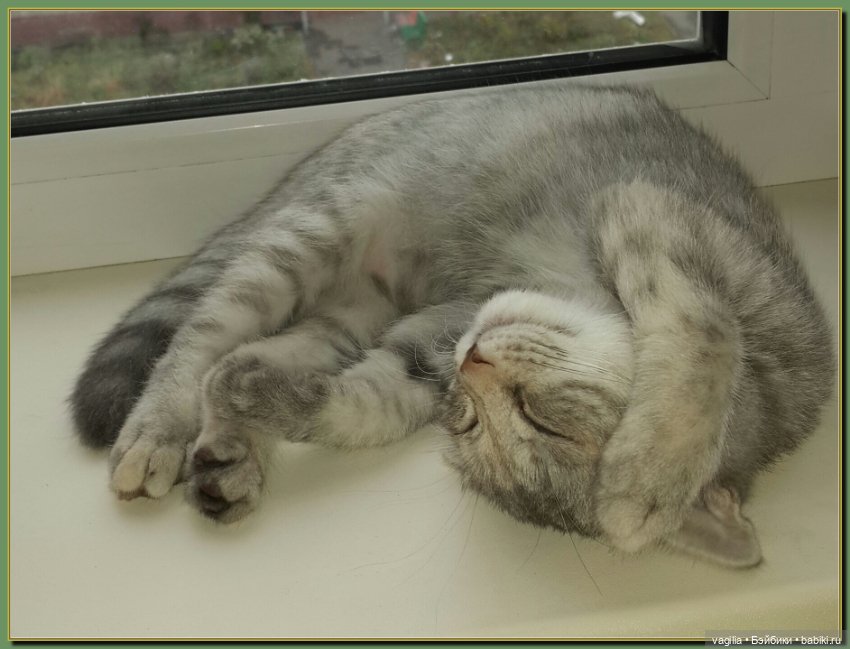 Как Тоська Новый год справляла (фото 10)