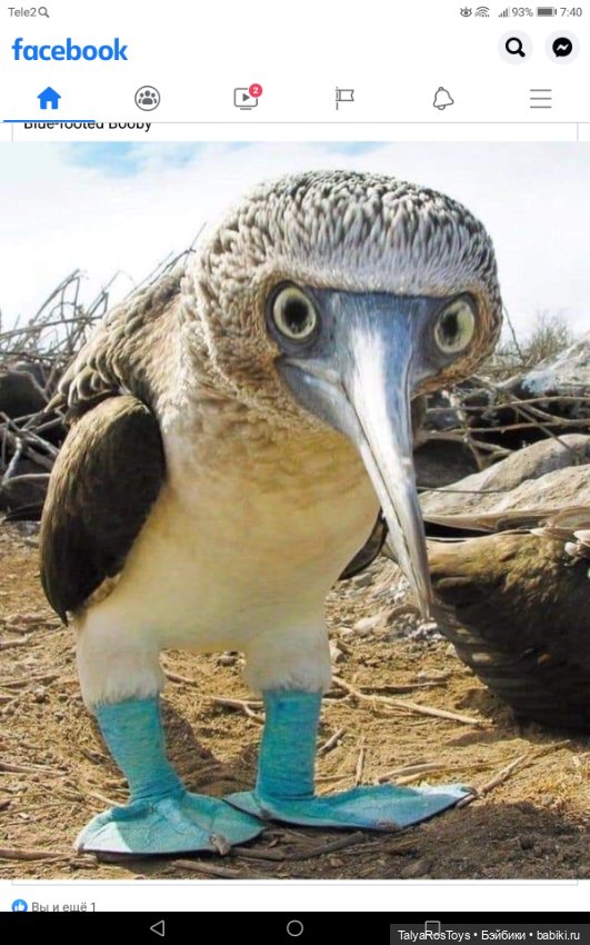 Голубоногая олуша — Авторские мишки Тедди и друзья: фото (фото 4)