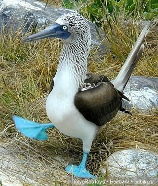 Голубоногая олуша — Авторские мишки Тедди и друзья: фото (фото 5)