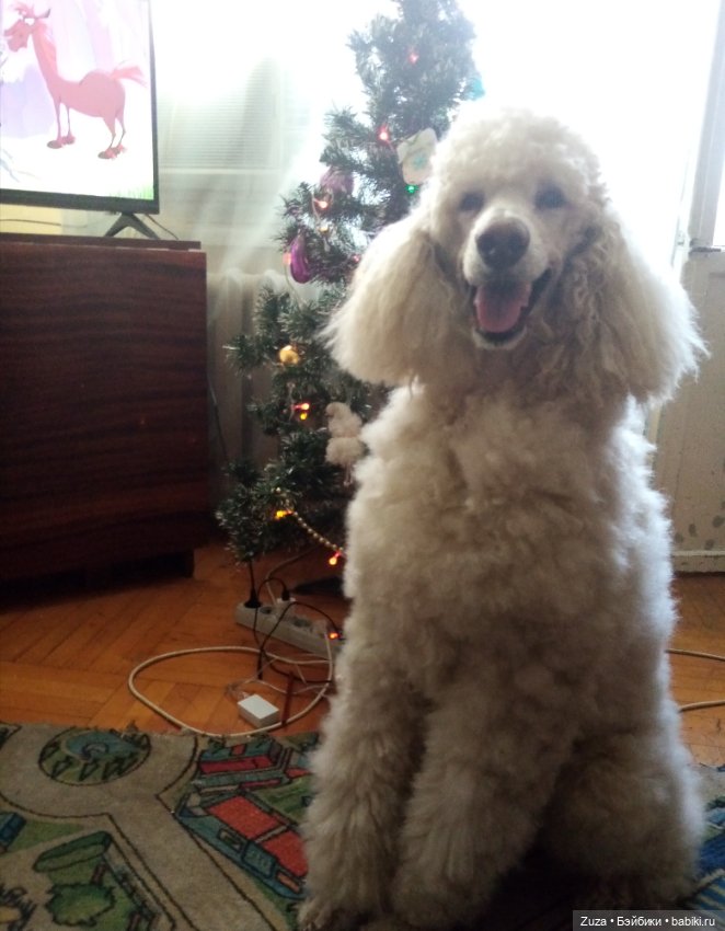 Любите ли вы пуделей — Болталка и разговоры обо всем: жизнь (фото 10)