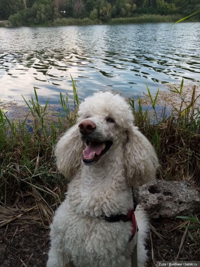 Любите ли вы пуделей — Болталка и разговоры обо всем: жизнь (фото 9)