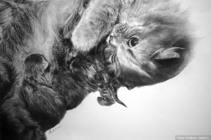 Милые мордахи в карандаше