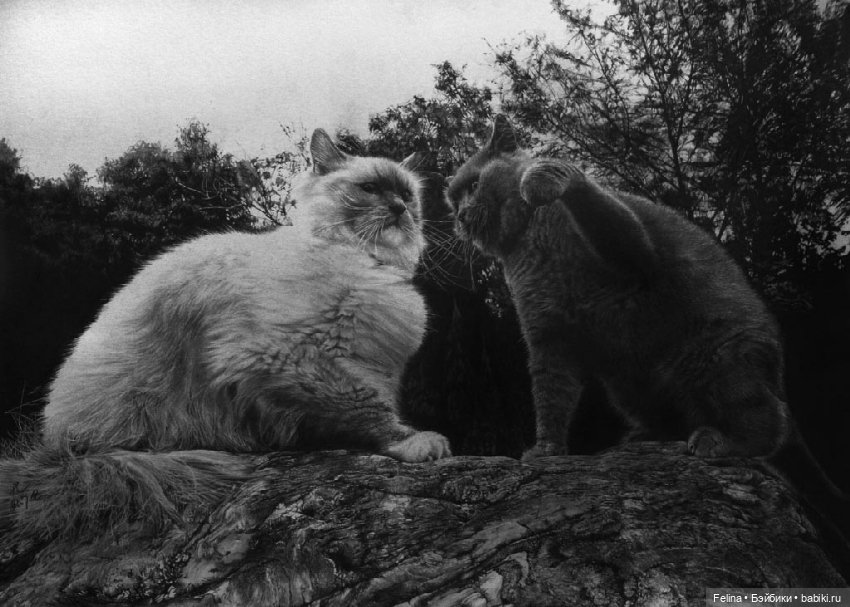 Милые мордахи в карандаше