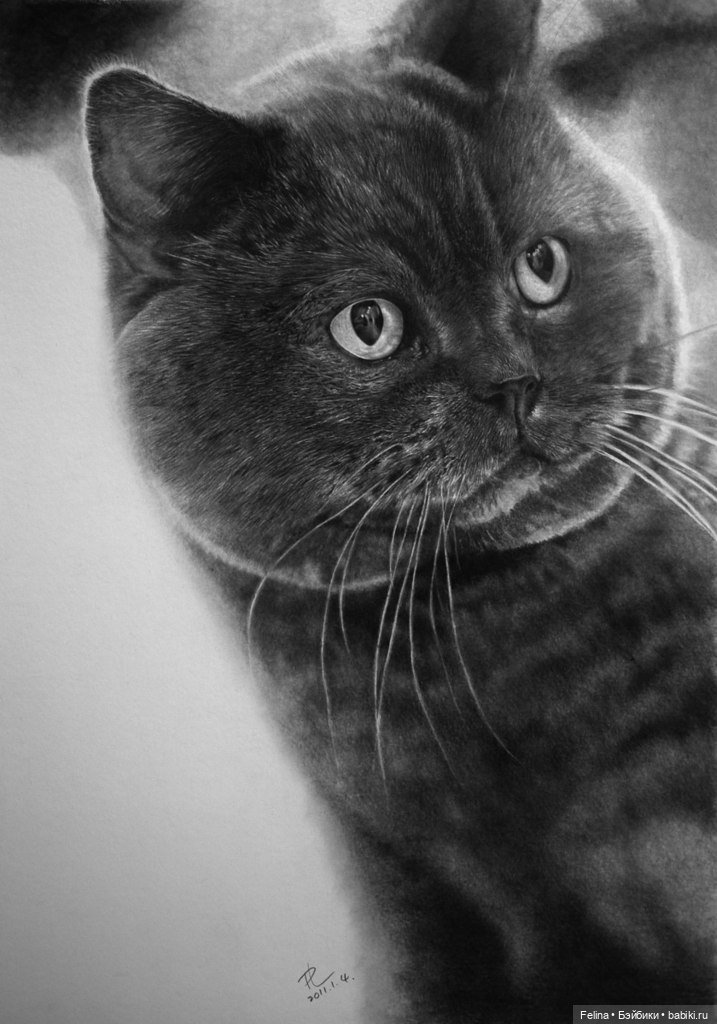 Милые мордахи в карандаше