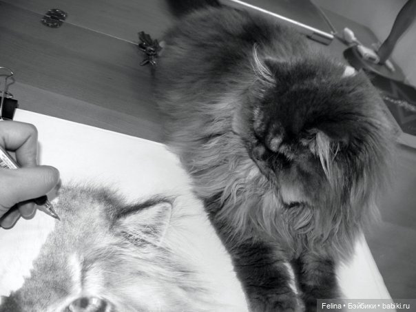 Милые мордахи в карандаше (фото 2)