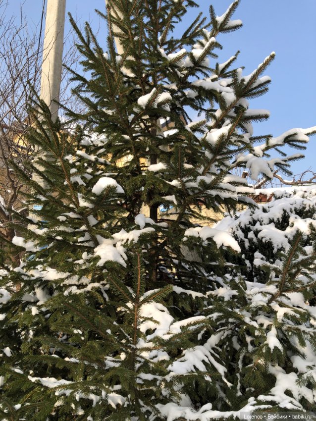 К нам Зима вернулась — Интересное и необычное: фотоподборки