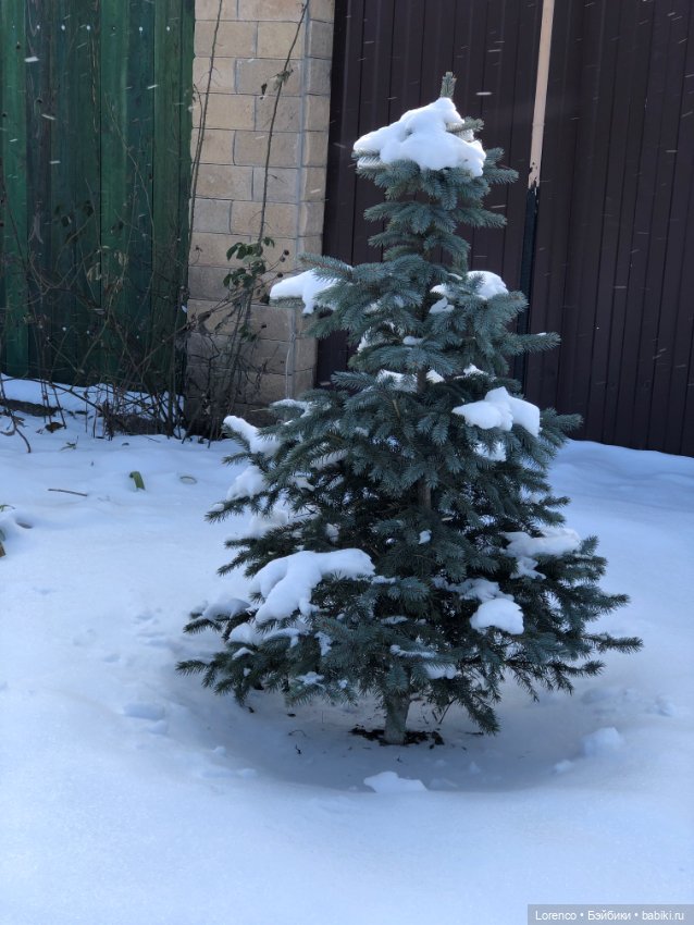 К нам Зима вернулась — Интересное и необычное: фотоподборки (фото 4)