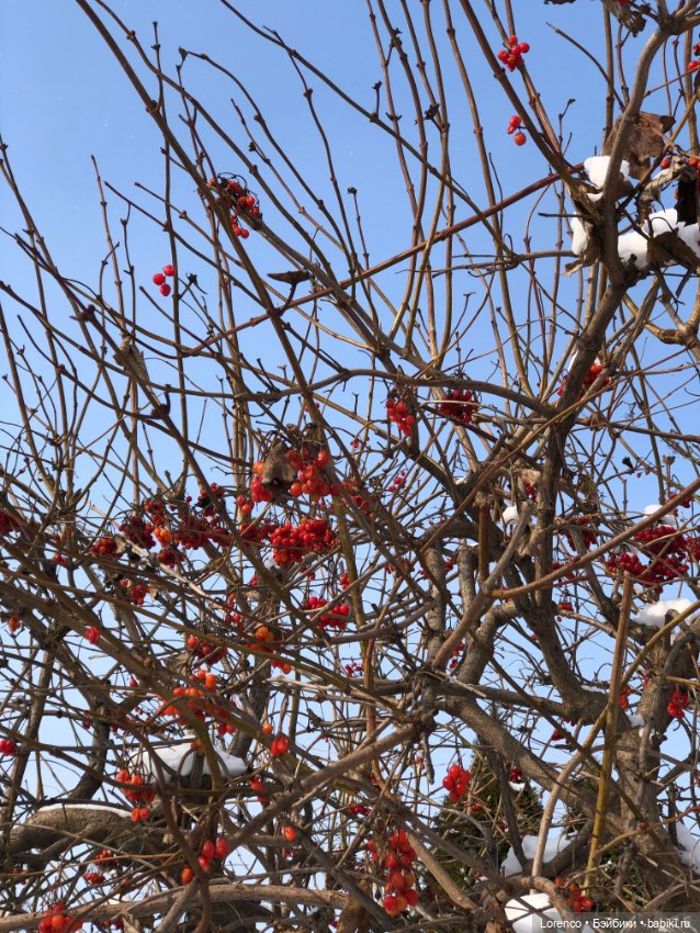 К нам Зима вернулась — Интересное и необычное: фотоподборки