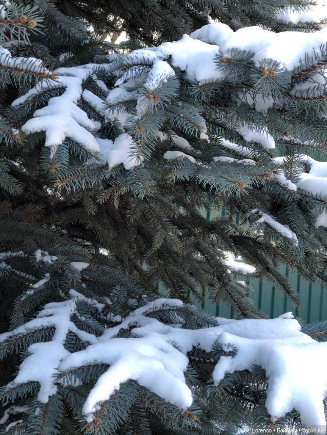 К нам Зима вернулась — Интересное и необычное: фотоподборки (фото 9)