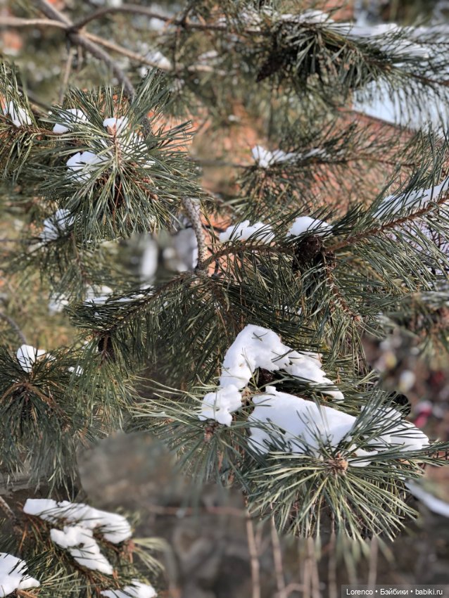 К нам Зима вернулась — Интересное и необычное: фотоподборки