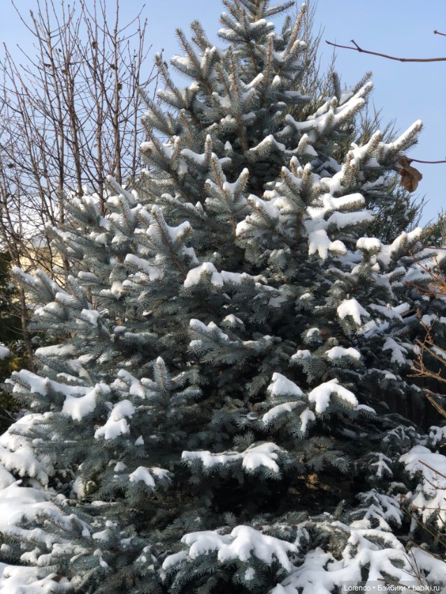 К нам Зима вернулась — Интересное и необычное: фотоподборки