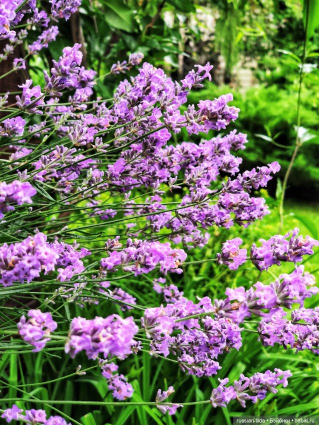 Лавандовая куколка — Авторские текстильные куклы: Вальдорфские