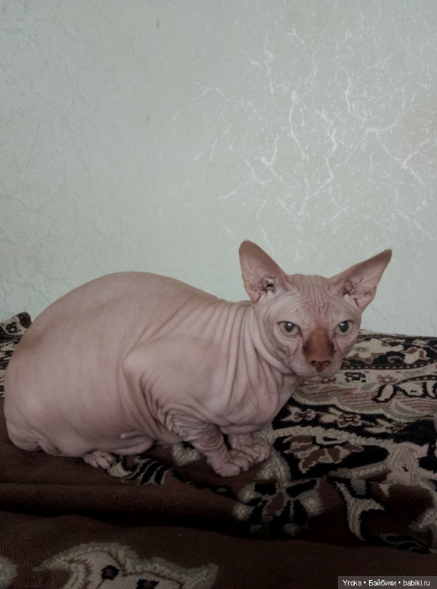 Арлекино — Домашние фото авторских игрушек: Тедди (фото 2)