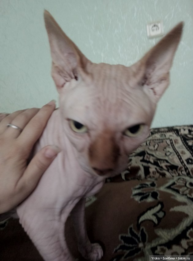 Арлекино — Домашние фото авторских игрушек: Тедди