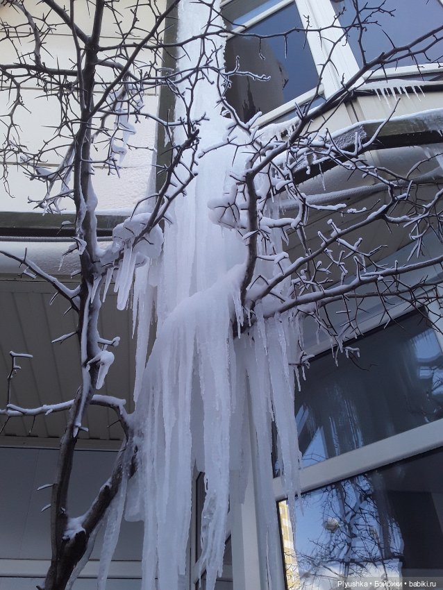 Лиза во льдах — Куклы и тела Obitsu (Обитсу): 1/6