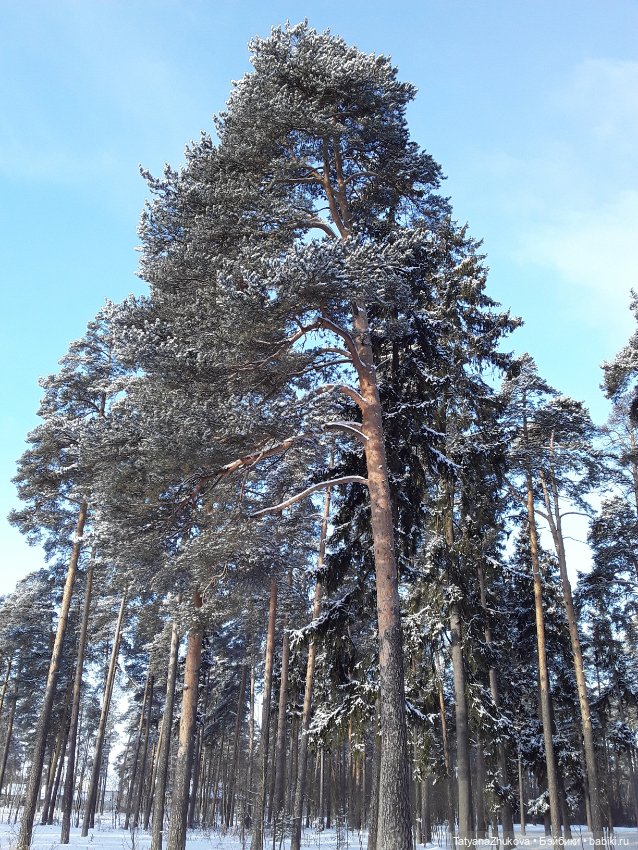 Сейчас февраль — Редкие антикварные куклы и реплики: воск
