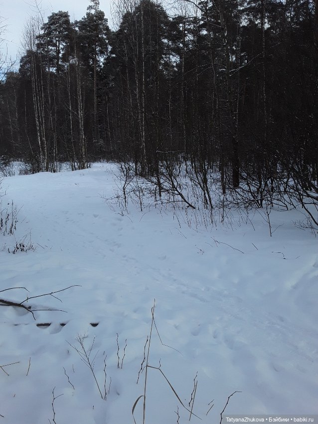 "Идет зима- аукает, мохнатый лес баюкает стозвоном сосняка..."