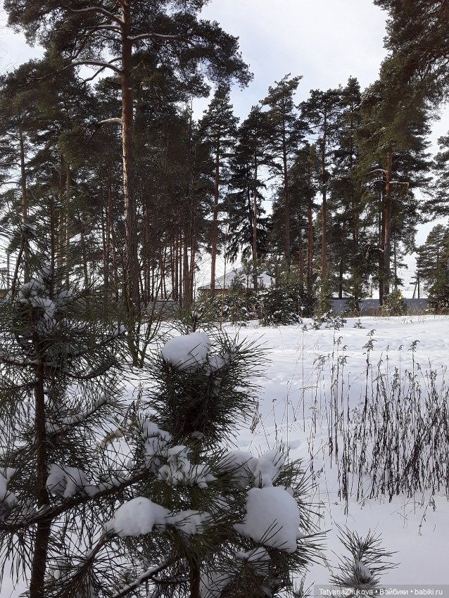 "Идет зима- аукает, мохнатый лес баюкает стозвоном сосняка..."