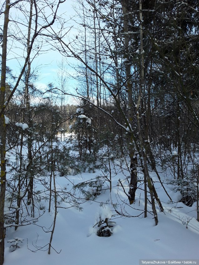 "Идет зима- аукает, мохнатый лес баюкает стозвоном сосняка..." (фото 9)