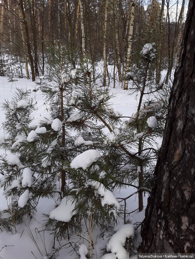 "Идет зима- аукает, мохнатый лес баюкает стозвоном сосняка..."