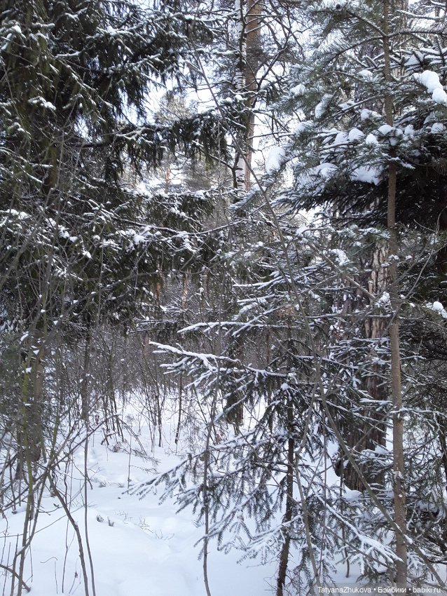 "Идет зима- аукает, мохнатый лес баюкает стозвоном сосняка..." (фото 8)