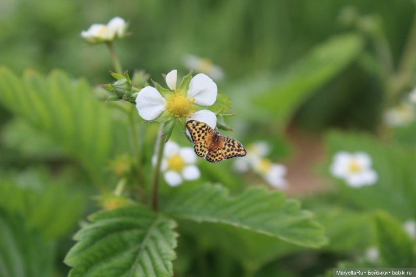 Мелоди ловит бабочек — Кукольные фотоистории и сериалы: комиксы