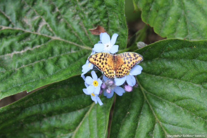 Мелоди ловит бабочек — Кукольные фотоистории и сериалы: комиксы (фото 4)