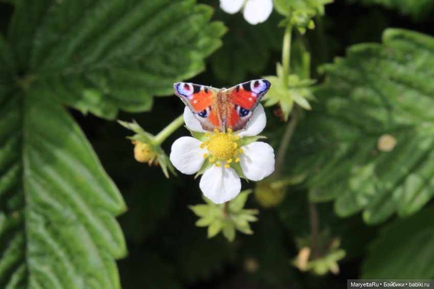Мелоди ловит бабочек — Кукольные фотоистории и сериалы: комиксы (фото 6)