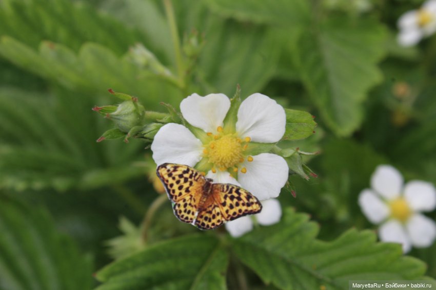 Мелоди ловит бабочек — Кукольные фотоистории и сериалы: комиксы