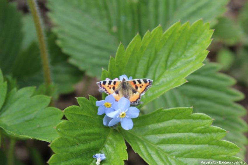 Мелоди ловит бабочек — Кукольные фотоистории и сериалы: комиксы (фото 5)