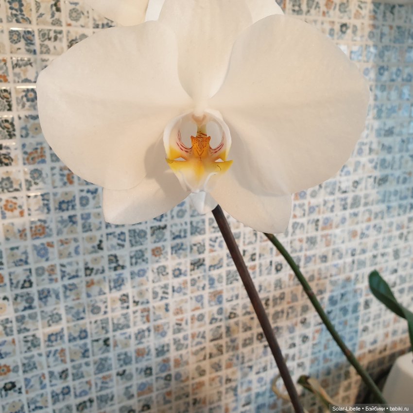 Darla прилетела — Куклы Ruby Red (Руби Ред) Fashion Friends: Siblies (фото 6)