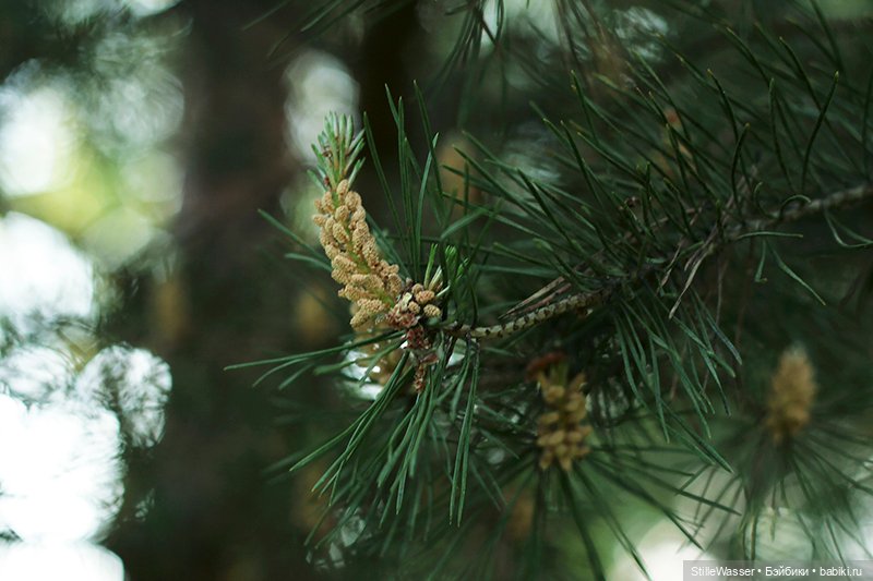 Сова в заколдованном лесу (фото 3)