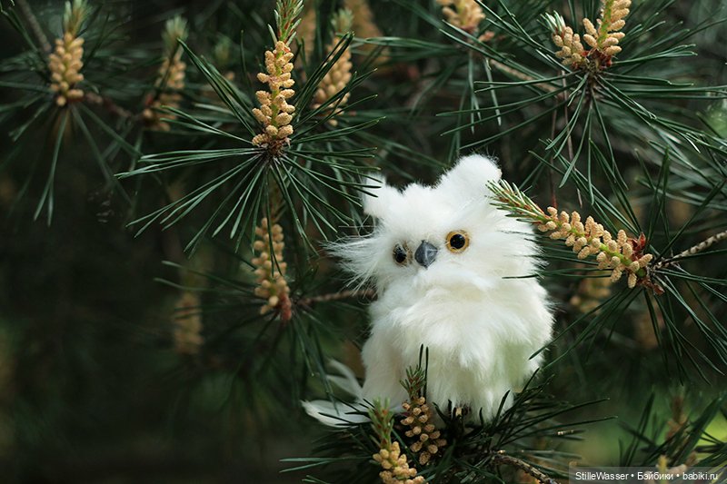 Сова в заколдованном лесу (фото 4)
