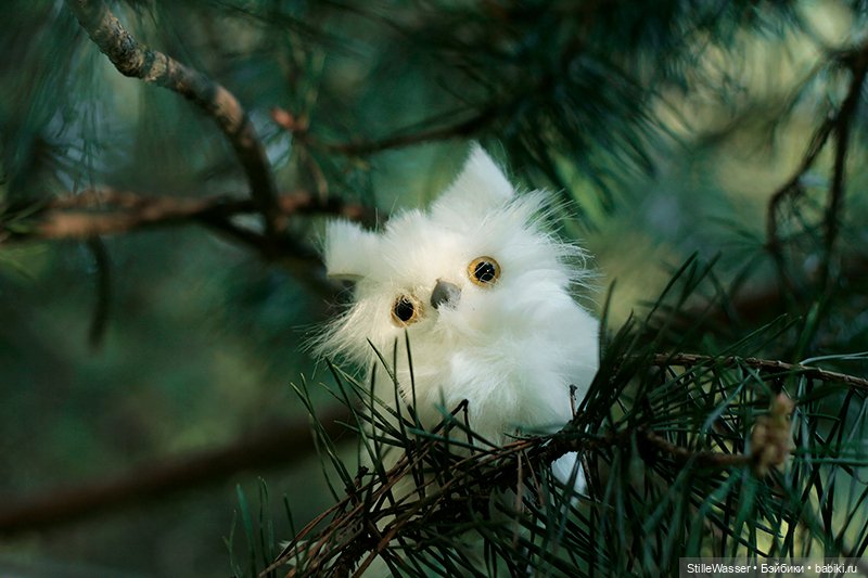 Сова в заколдованном лесу
