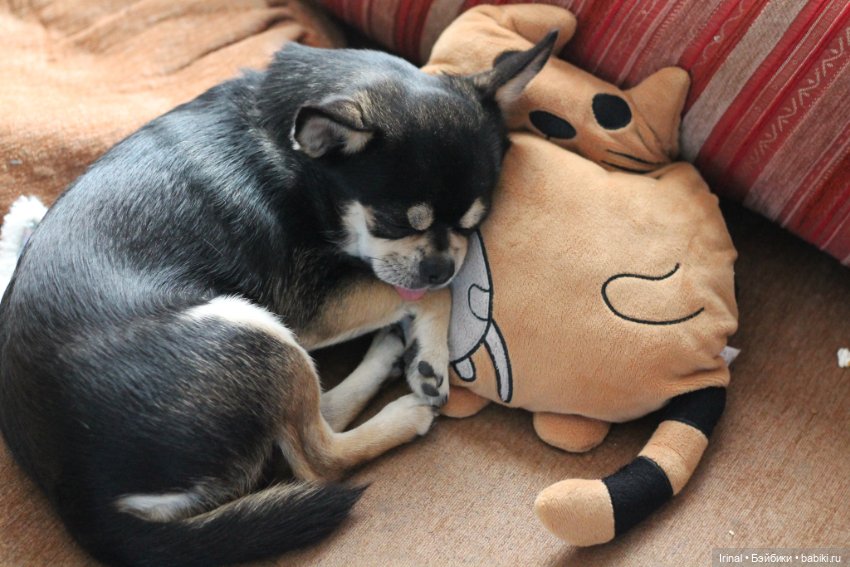 Кто остался зимовать на даче