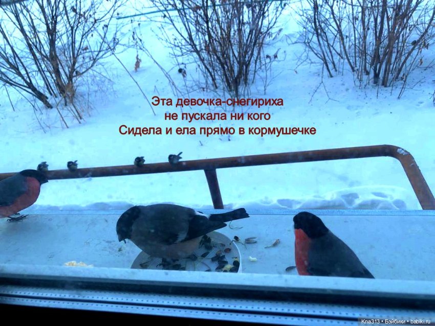 Утренний переполох на нашем окне