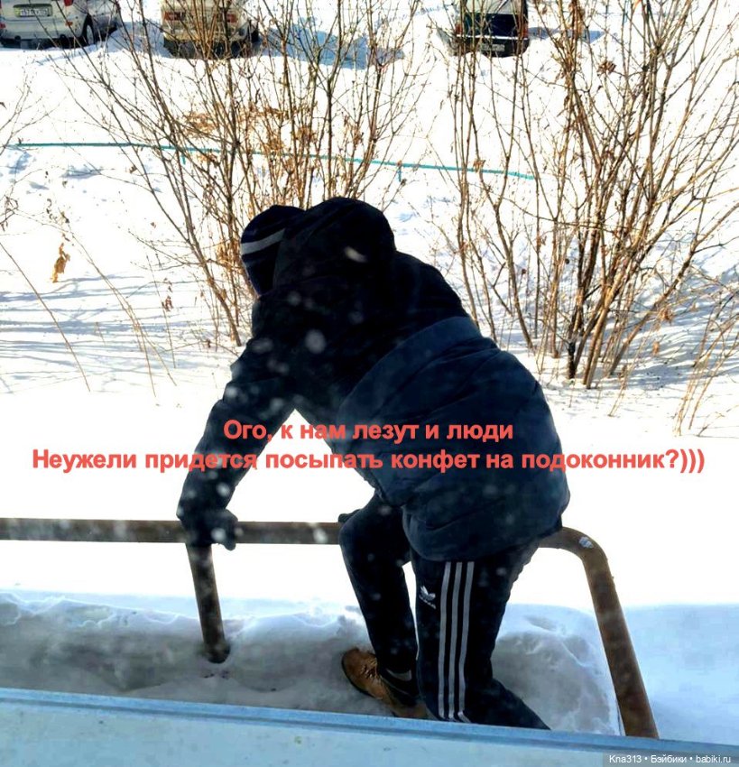 Утренний переполох на нашем окне