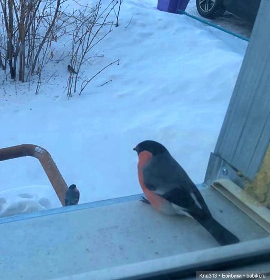 Утренний переполох на нашем окне (фото 5)