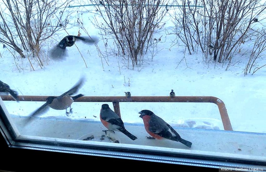 Утренний переполох на нашем окне