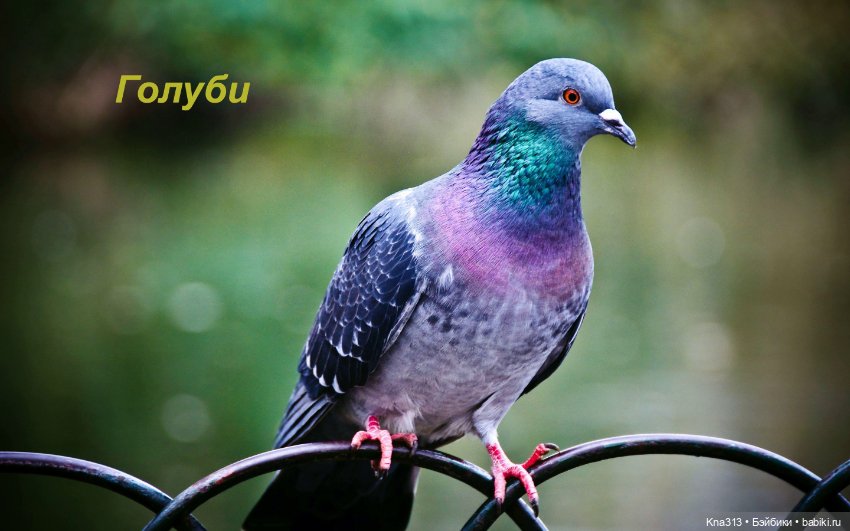 Утренний переполох на нашем окне